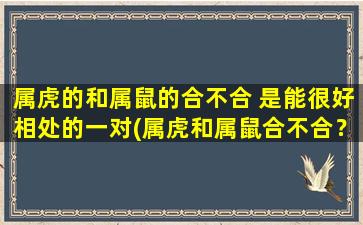 属虎的和属鼠的合不合 是能很好相处的一对(属虎和属鼠合不合？这对生肖组合磁力超强，相互间充满默契！)